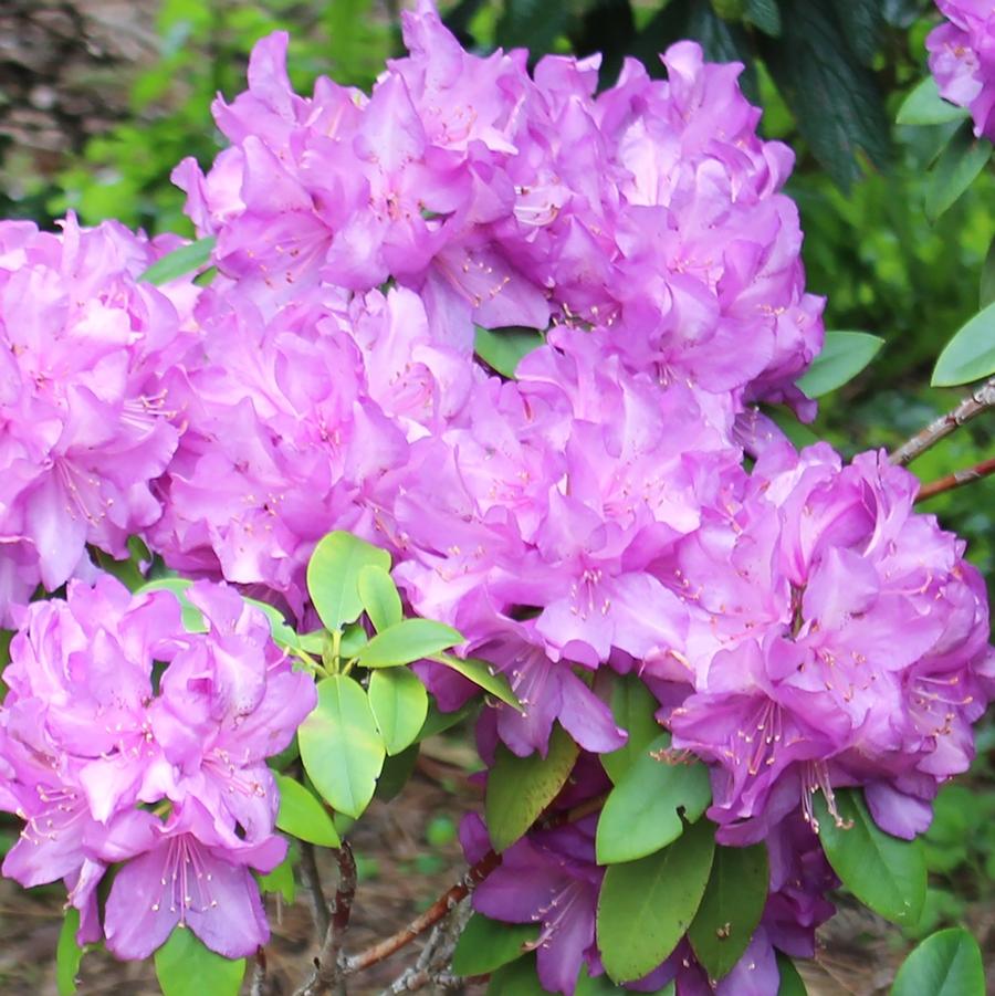 Purple Passion Rhododendron
