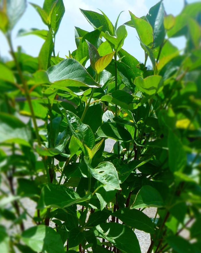 Red Osier Dogwood