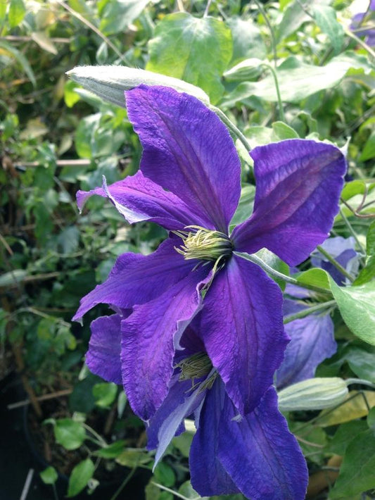 Rhapsody Clematis