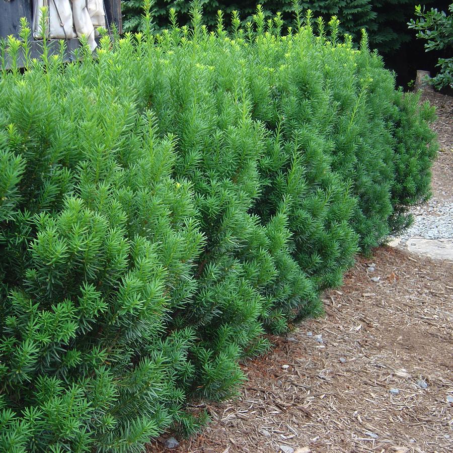 Rising Star Hybrid Yew