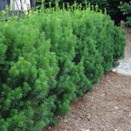 Rising Star Hybrid Yew