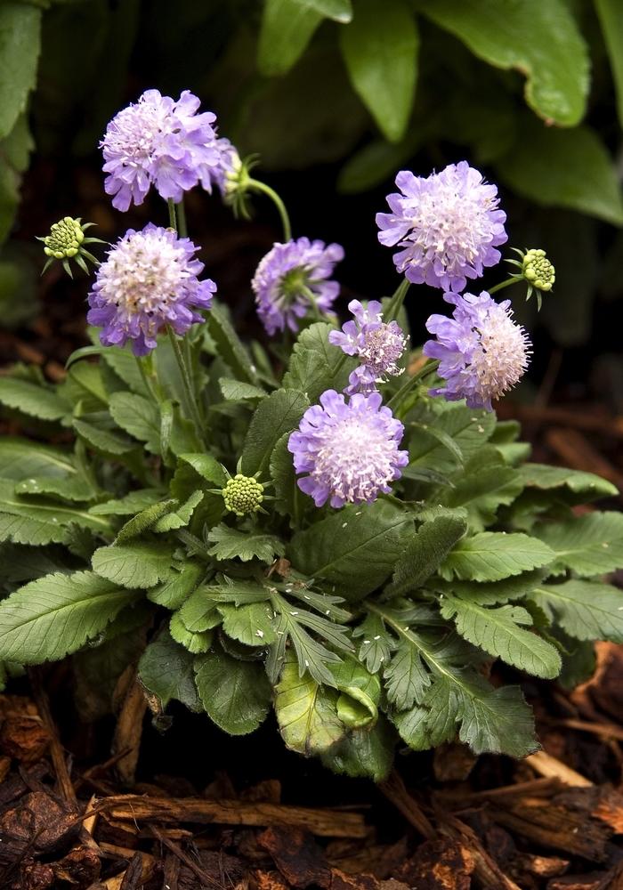 Ritz Blue Pincushion Flower