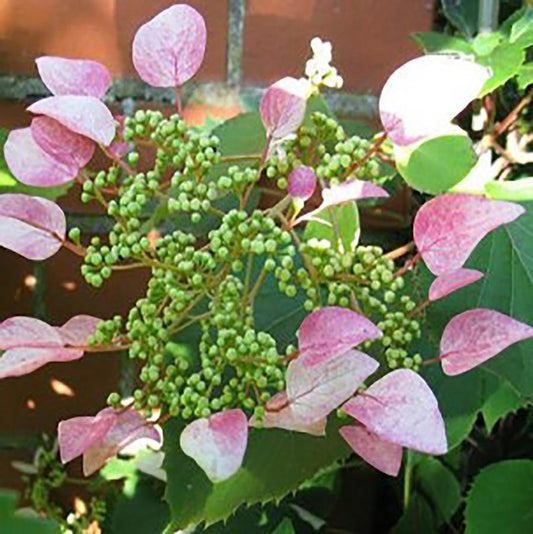 Roseum Japanese Hydrangea Vine