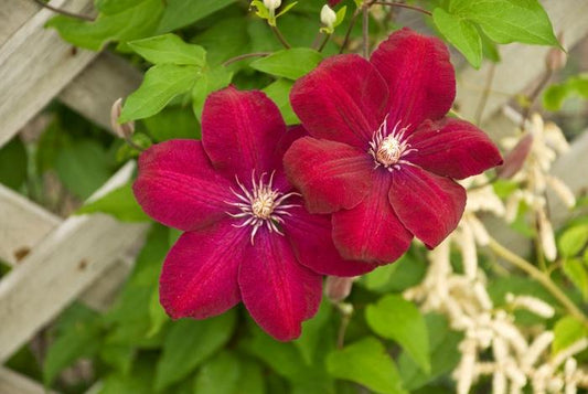 Rouge Cardinal Clematis