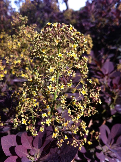 Royal Purple Smoke Tree