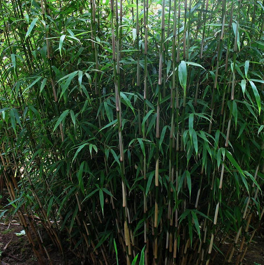 Rufa Bamboo