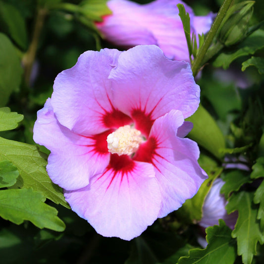 Blue Marlin Rose of Sharon Tree