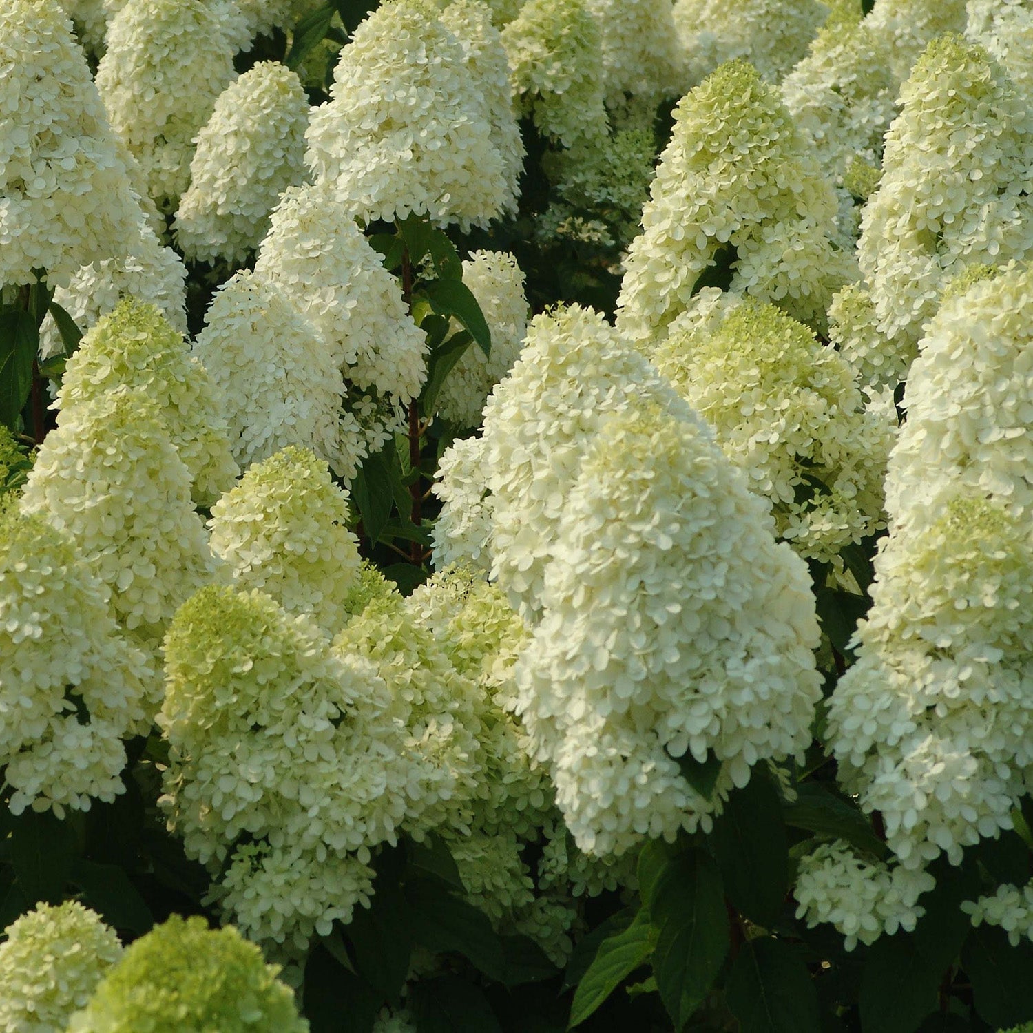 Limelight Tree Hydrangea