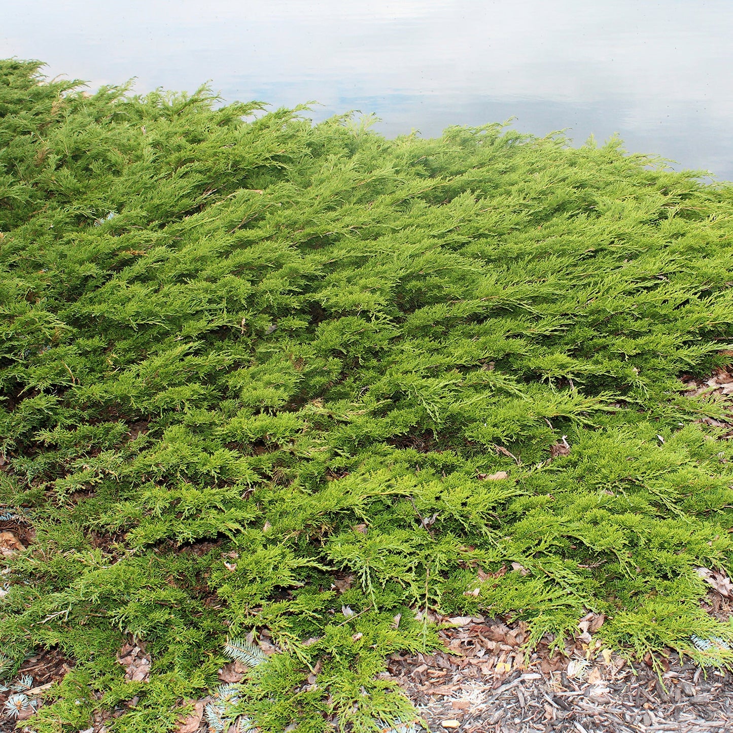 Viridis Sargent's Juniper