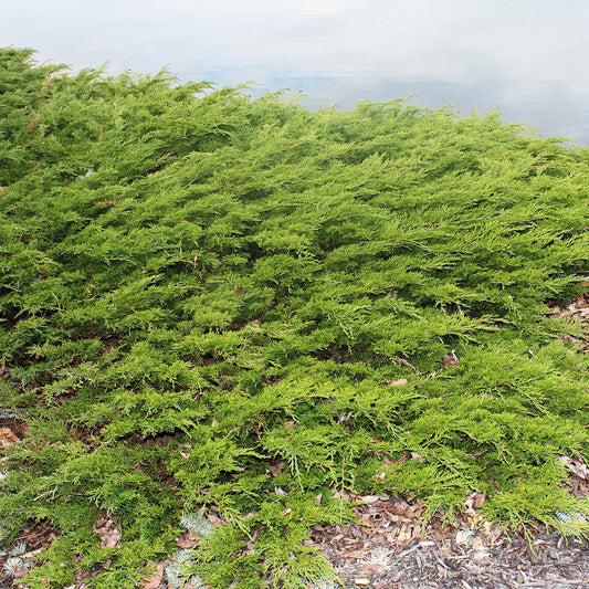 Viridis Sargent's Juniper