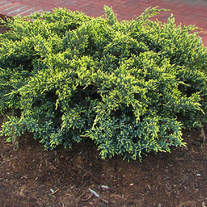 Dream Joy Juniper