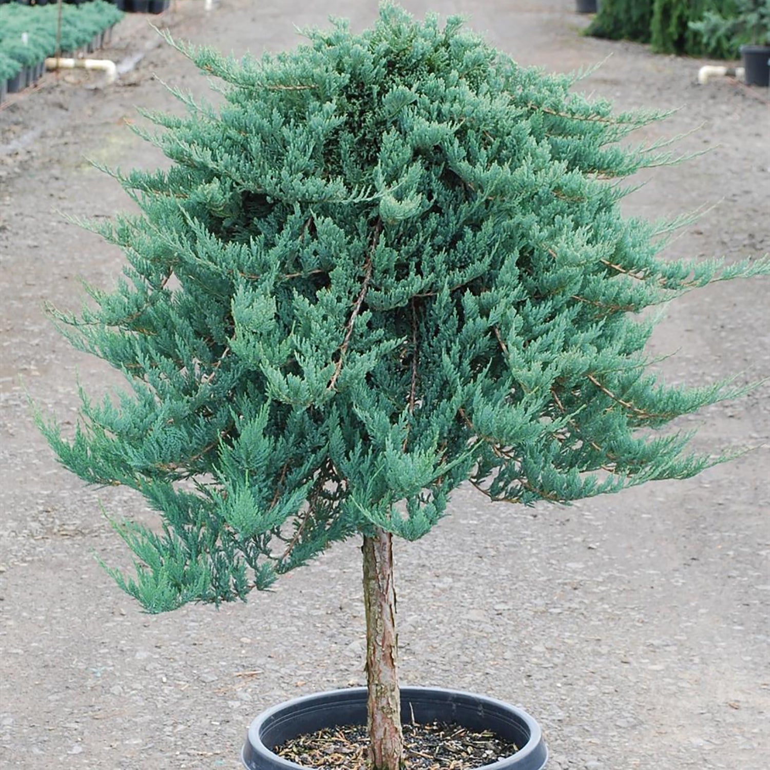 Blue Chip Juniper