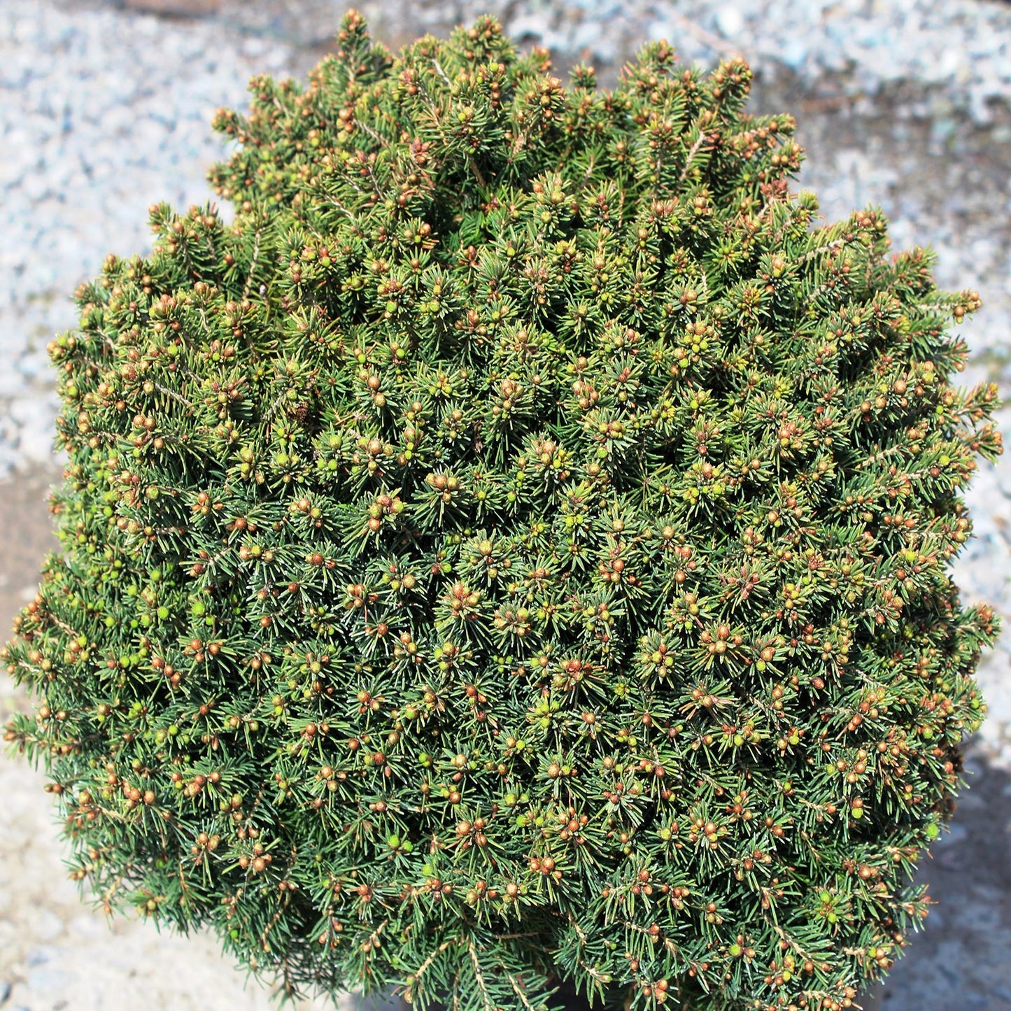 Little Gem Spruce