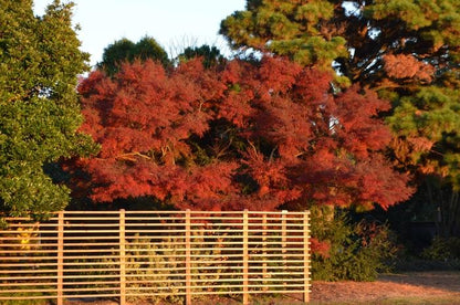 Seiryu Laceleaf Japanese Maple