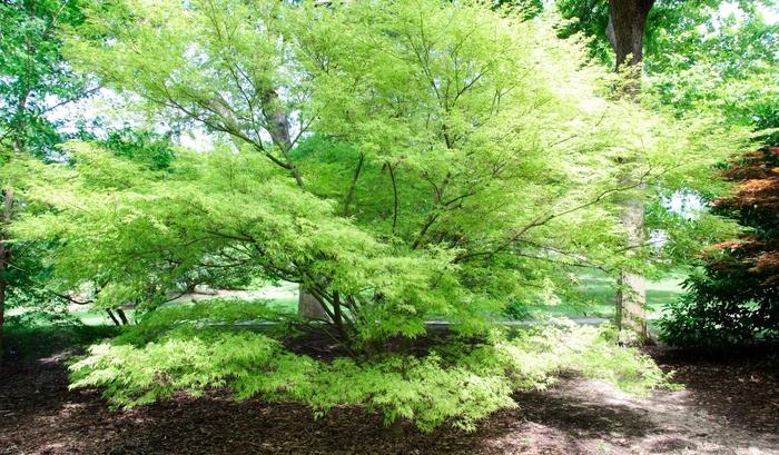 Seiryu Laceleaf Japanese Maple