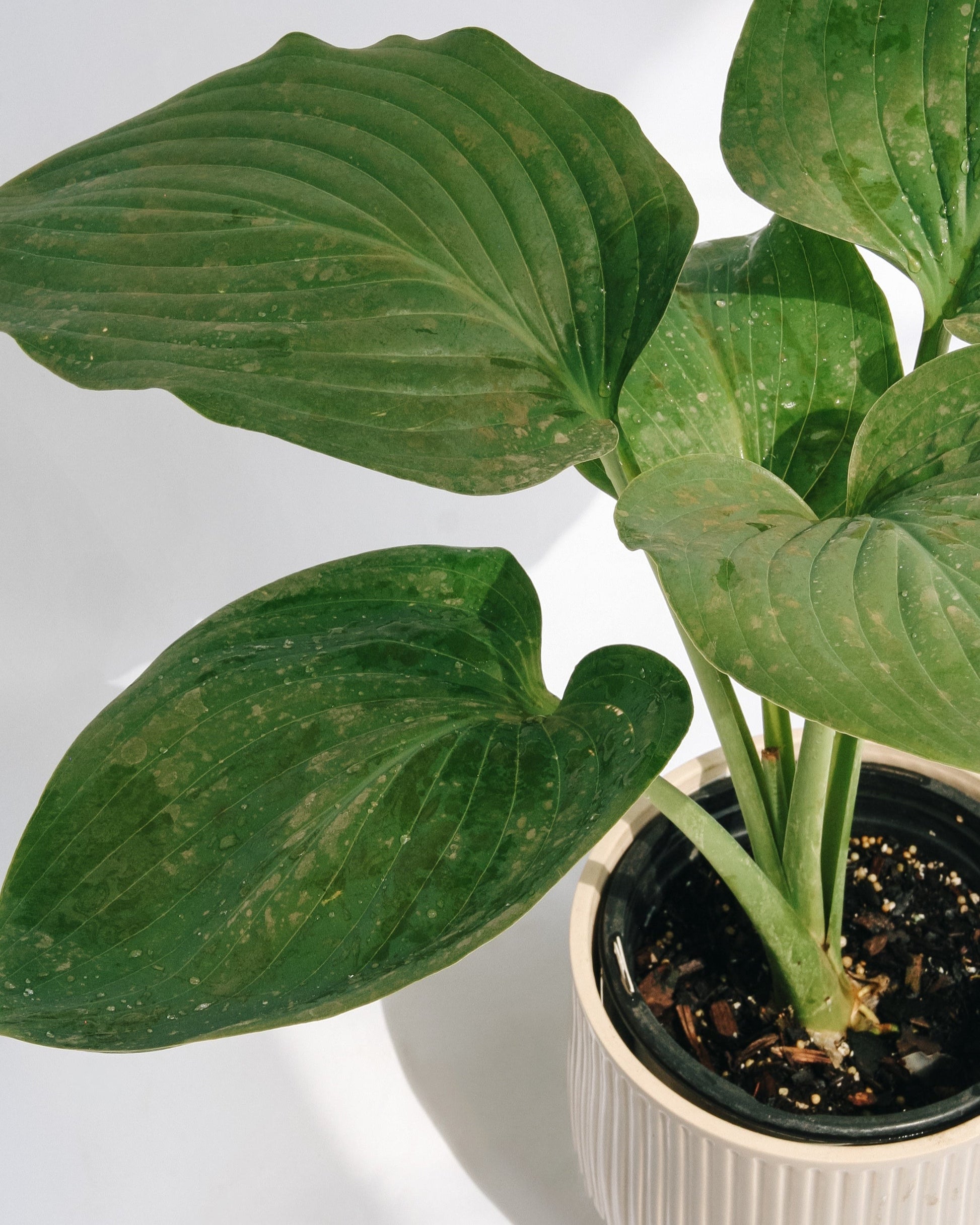 Empress Wu Hosta