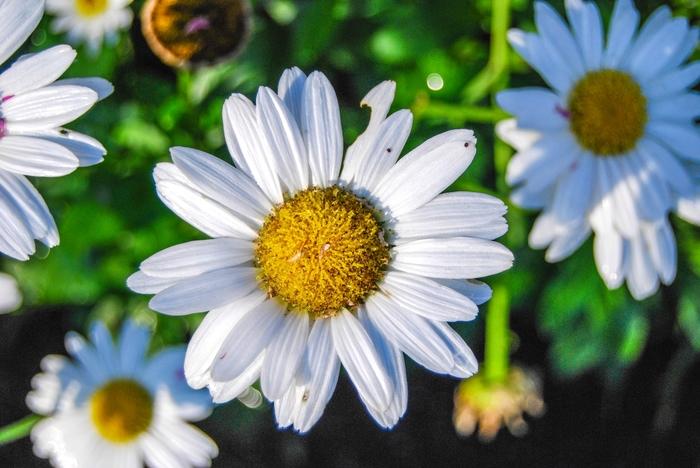 Snow Lady Shasta Daisy
