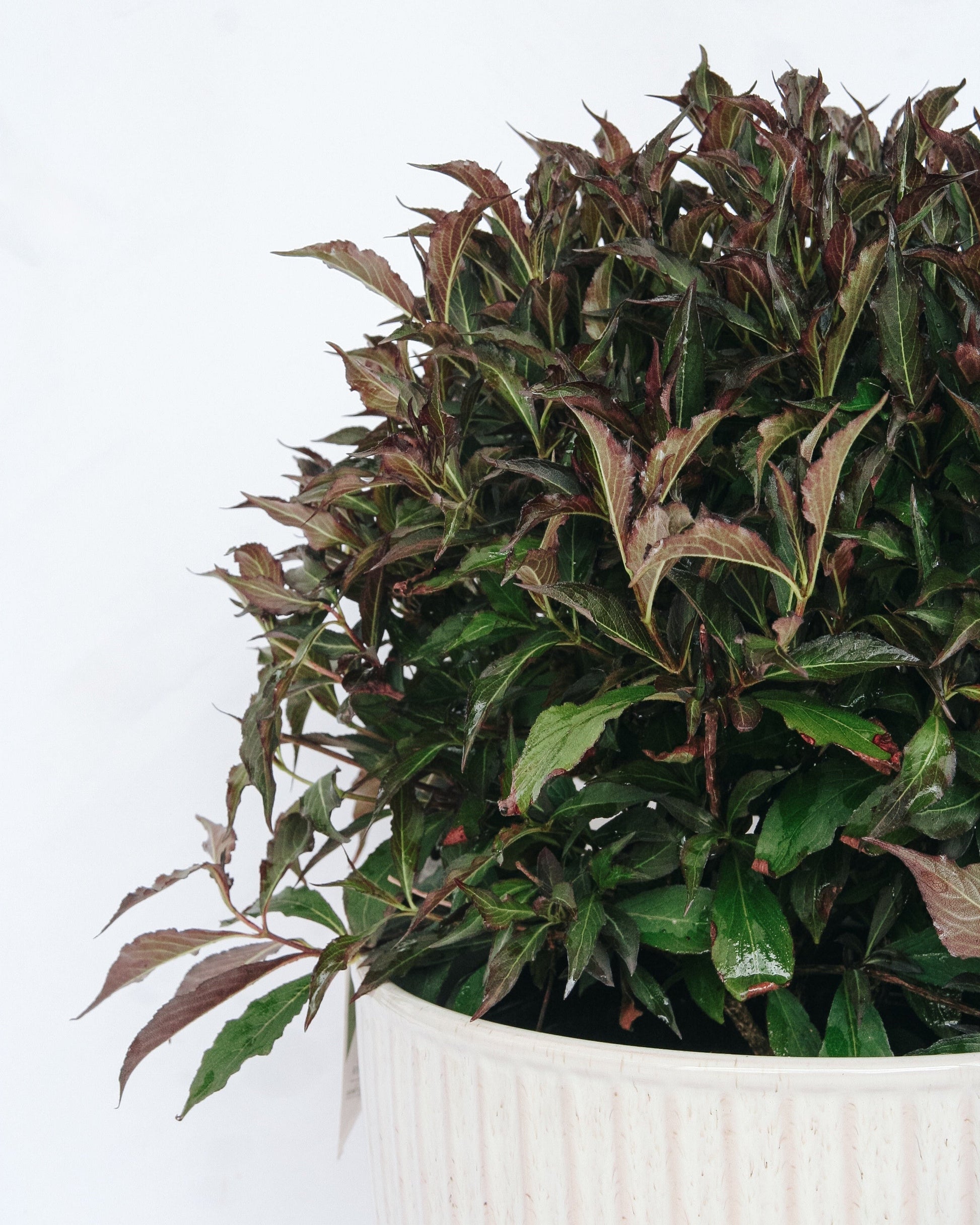 Spilled Wine Weigela
