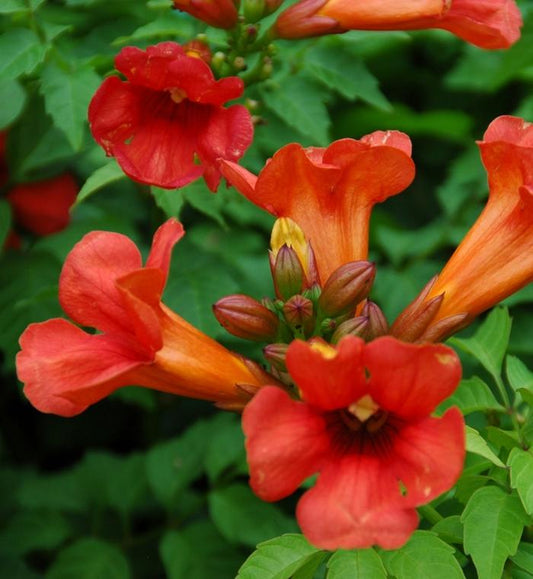 Summer Jazz Fire Trumpet Vine