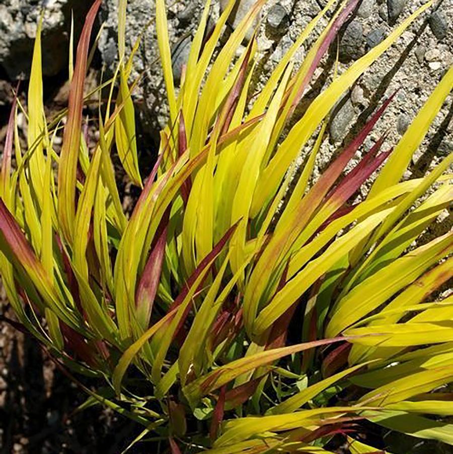Sunflare Japanese Forest Grass