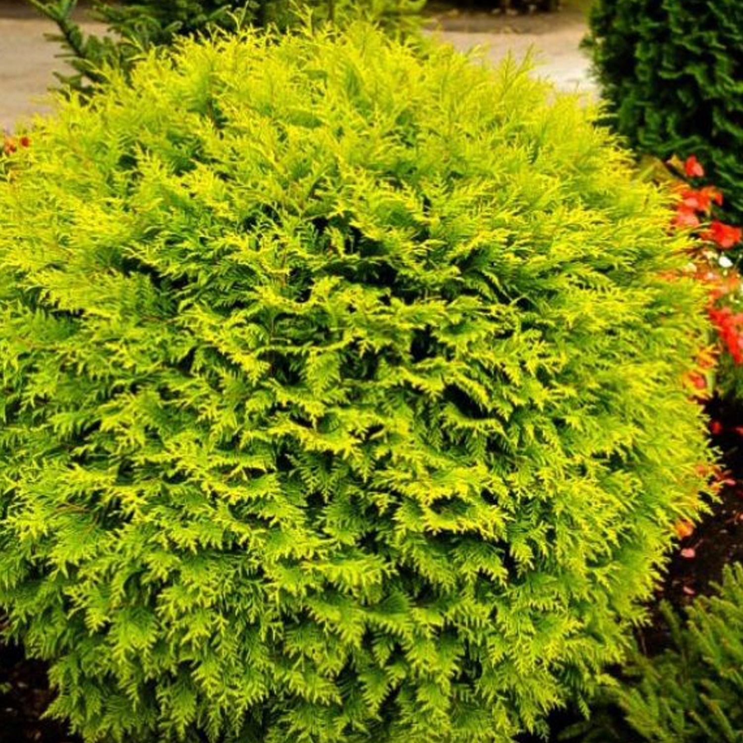 Golden Globe Cedar