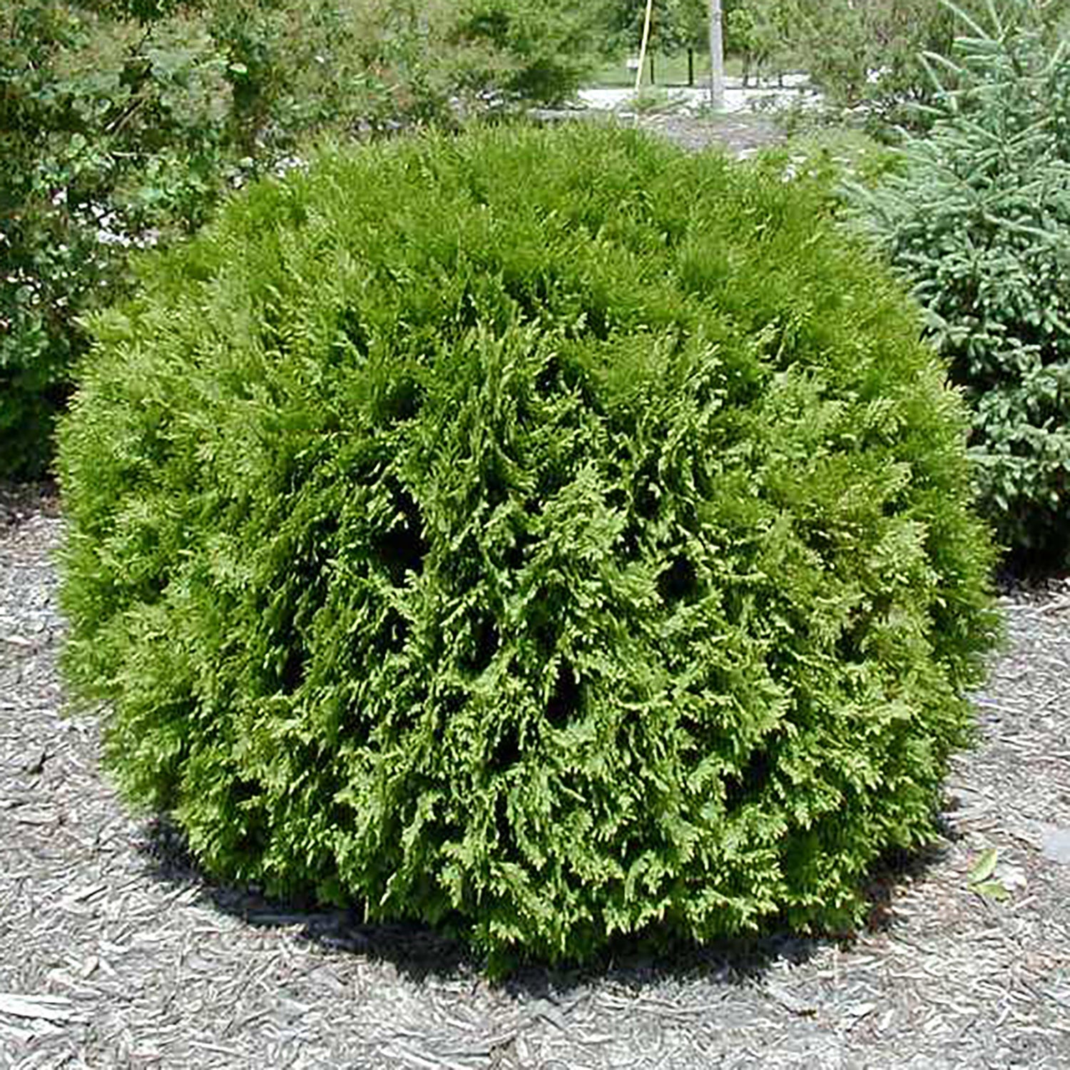 Little Giant Cedar