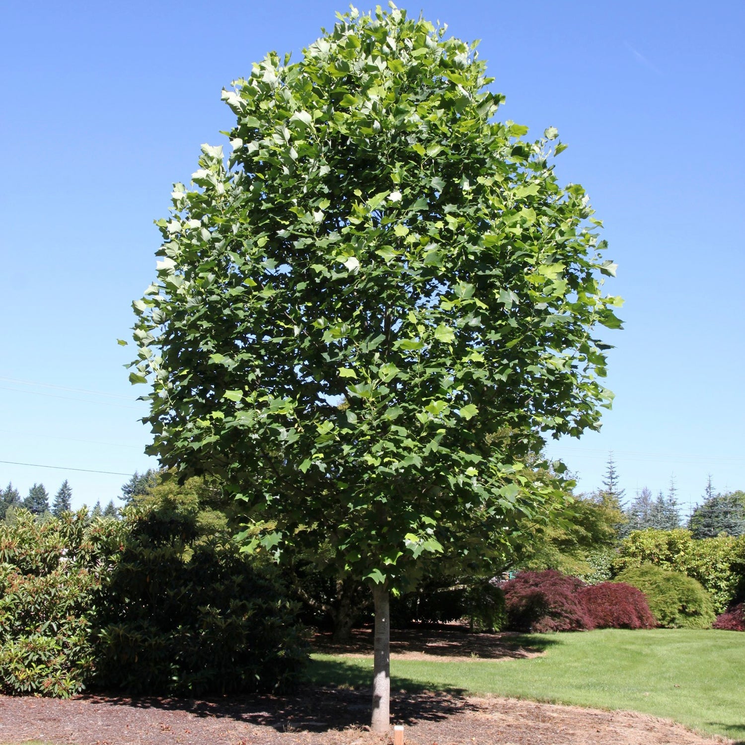 Emerald City Tulip Tree