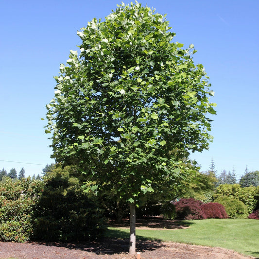 Emerald City Tulip Tree