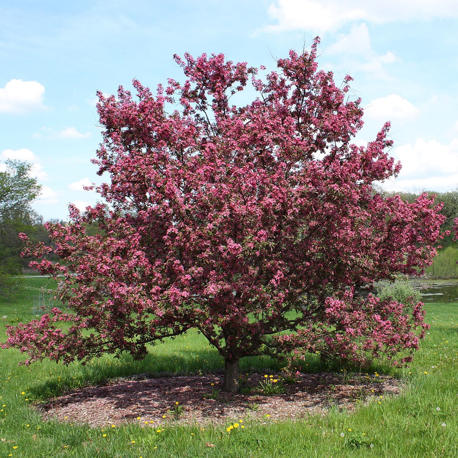 Red Baron Crabapple