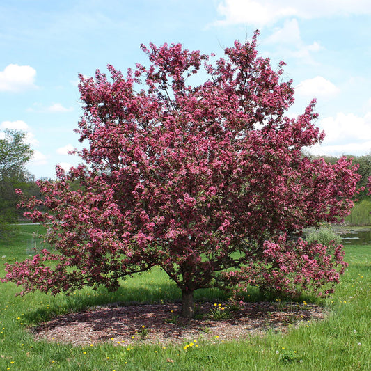 Red Baron Crabapple