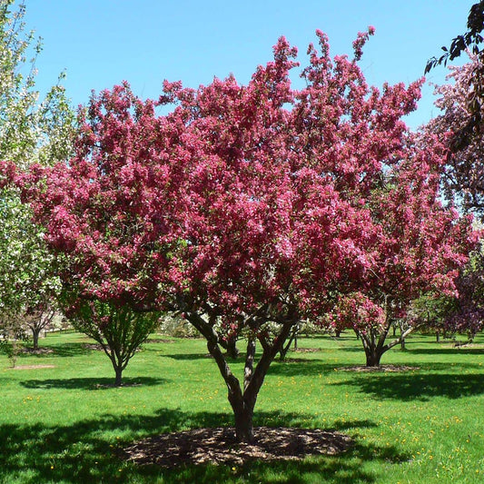 Indian Magic Crabapple