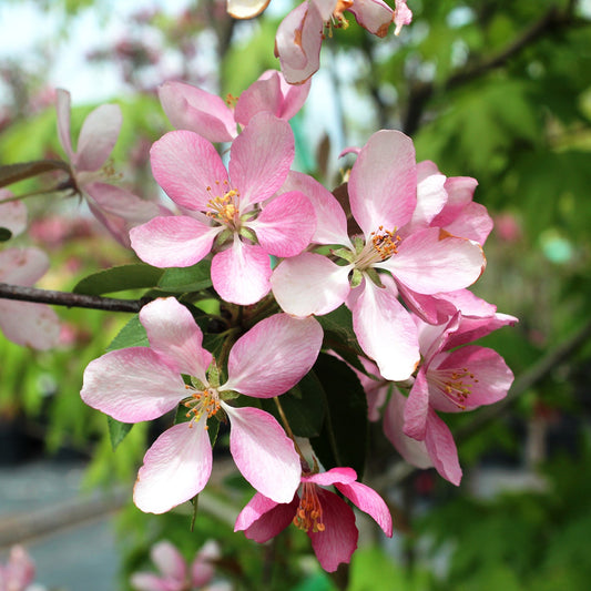 Makamic Crabapple