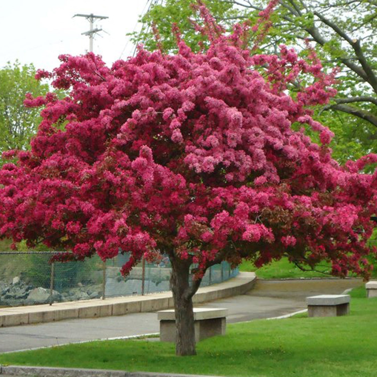 Prairie Fire Crabapple