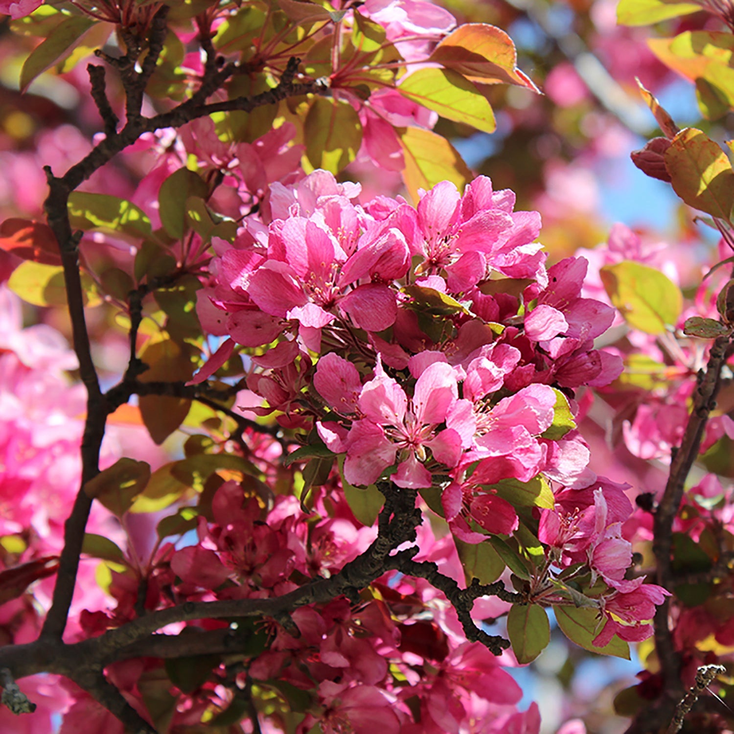 Profusion Crabapple