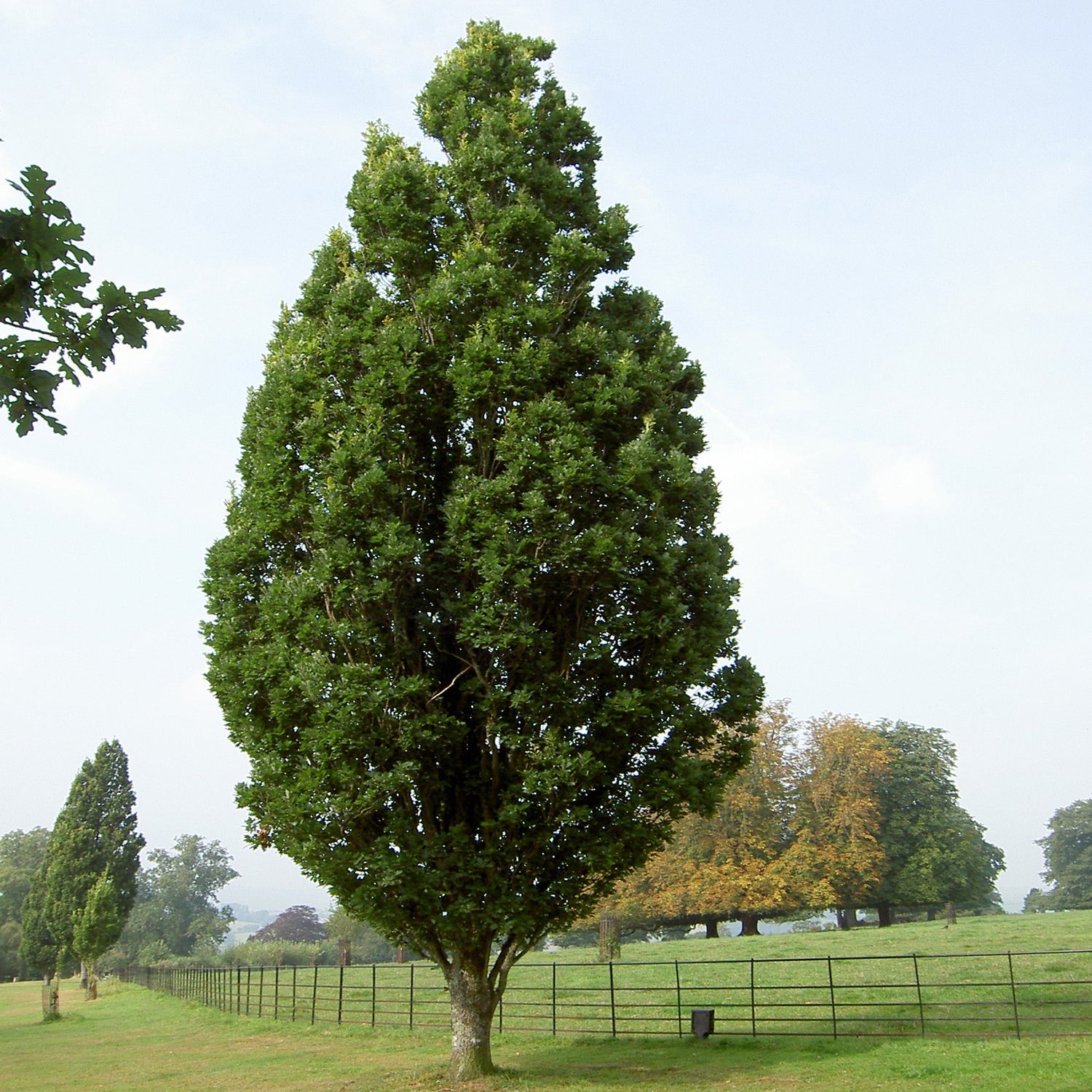 Skyrocket Oak