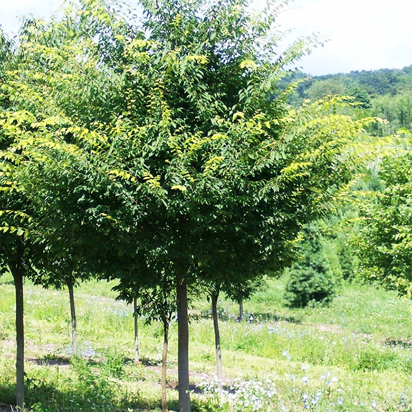 Zelkova 'Village Green'