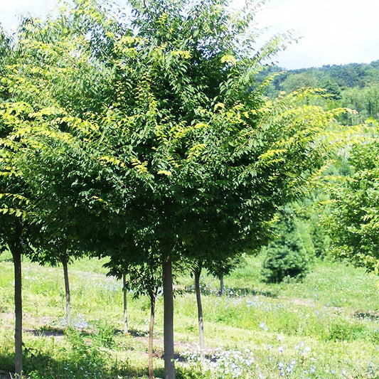 Zelkova 'Village Green'