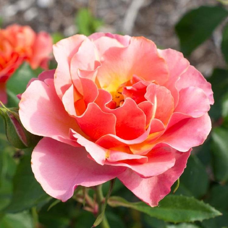 Tequila Supreme Rose