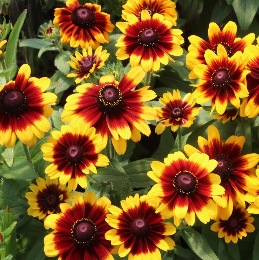 Toto Rustic Black-eyed Susan