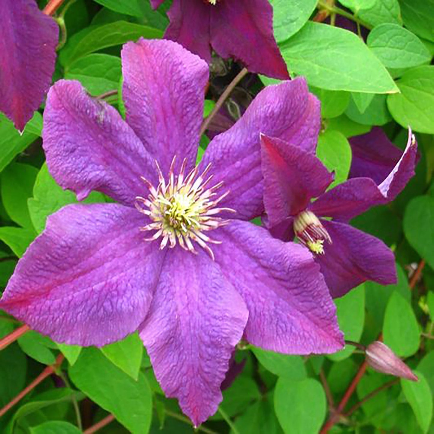 Jackmanii Clematis