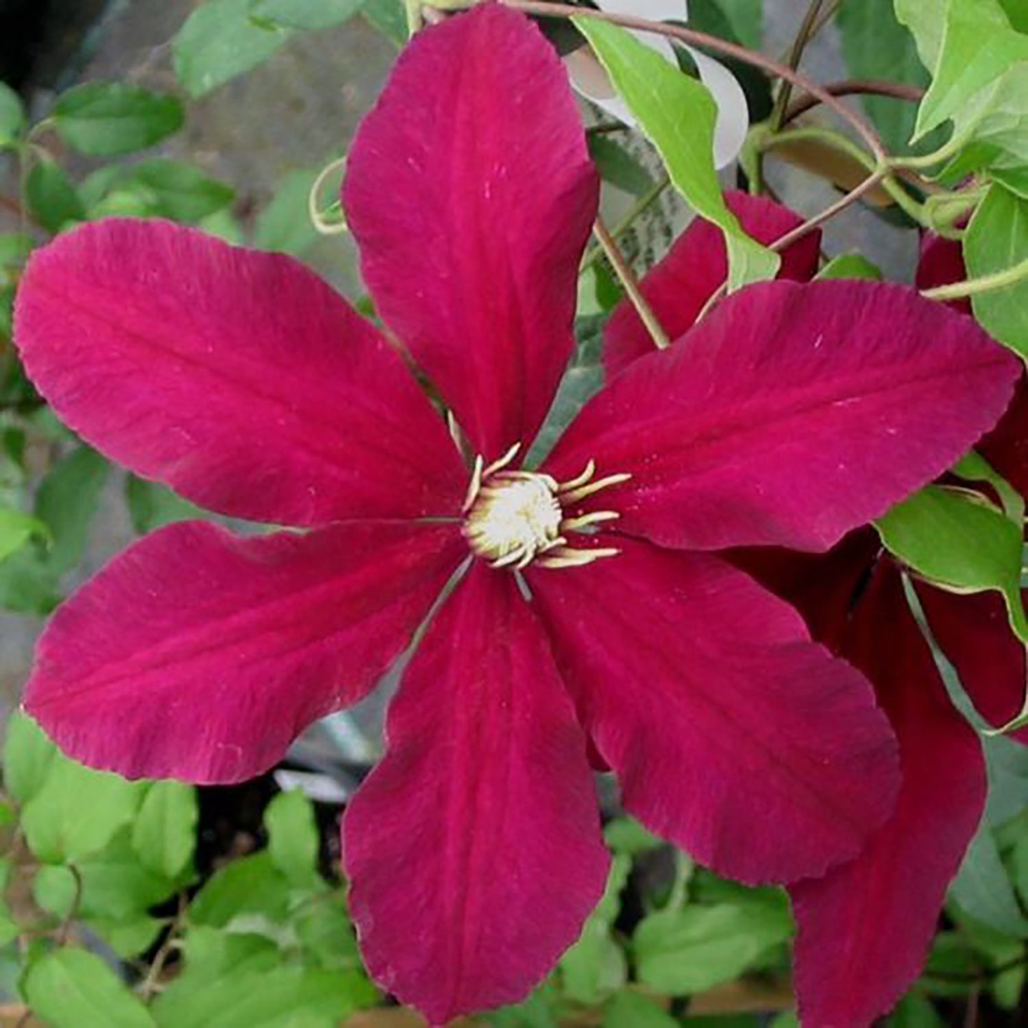 Niobe Clematis