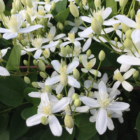 Sweet Autumn Clematis