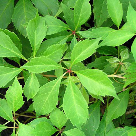 Engelman Ivy