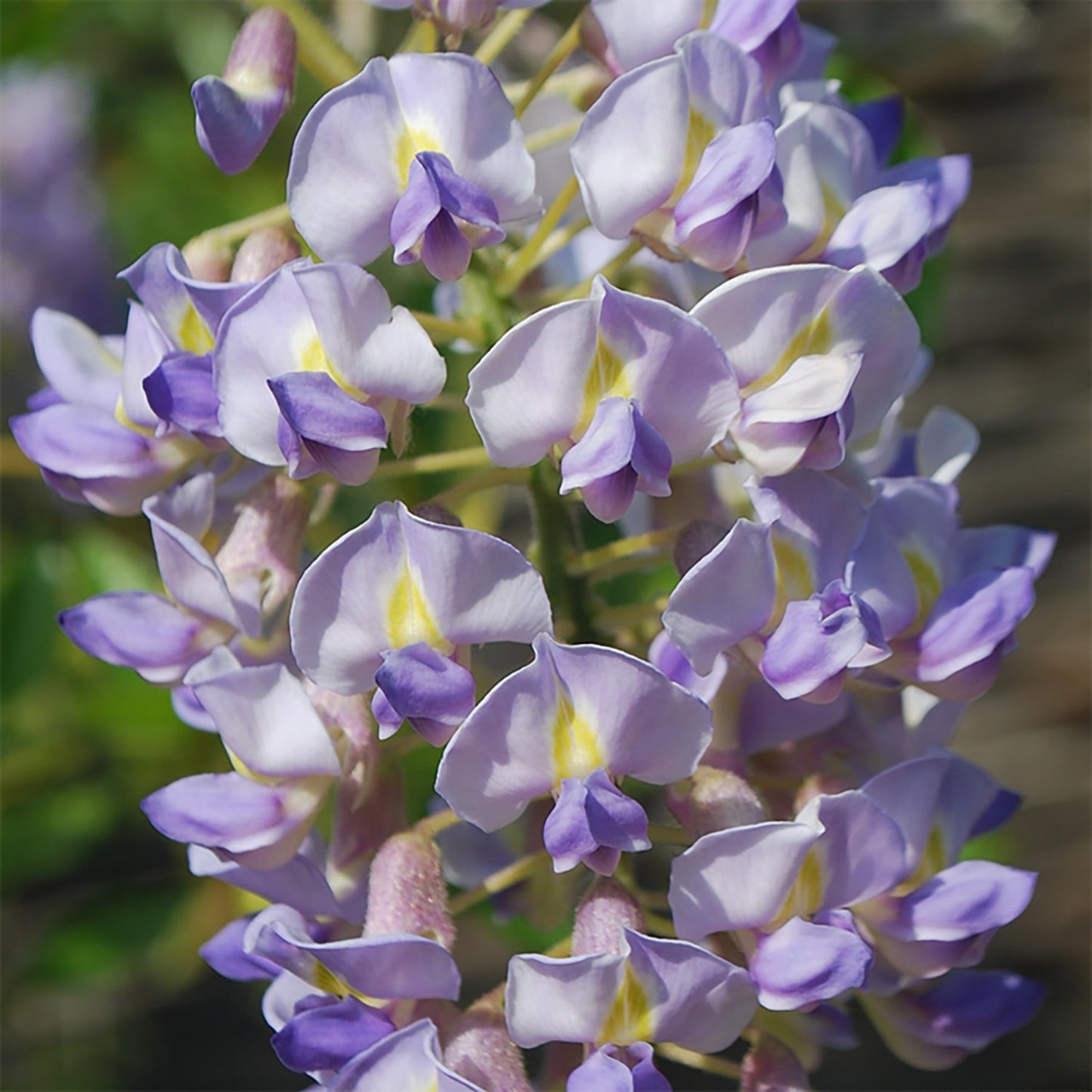 Blue Moon Japanese Wisteria
