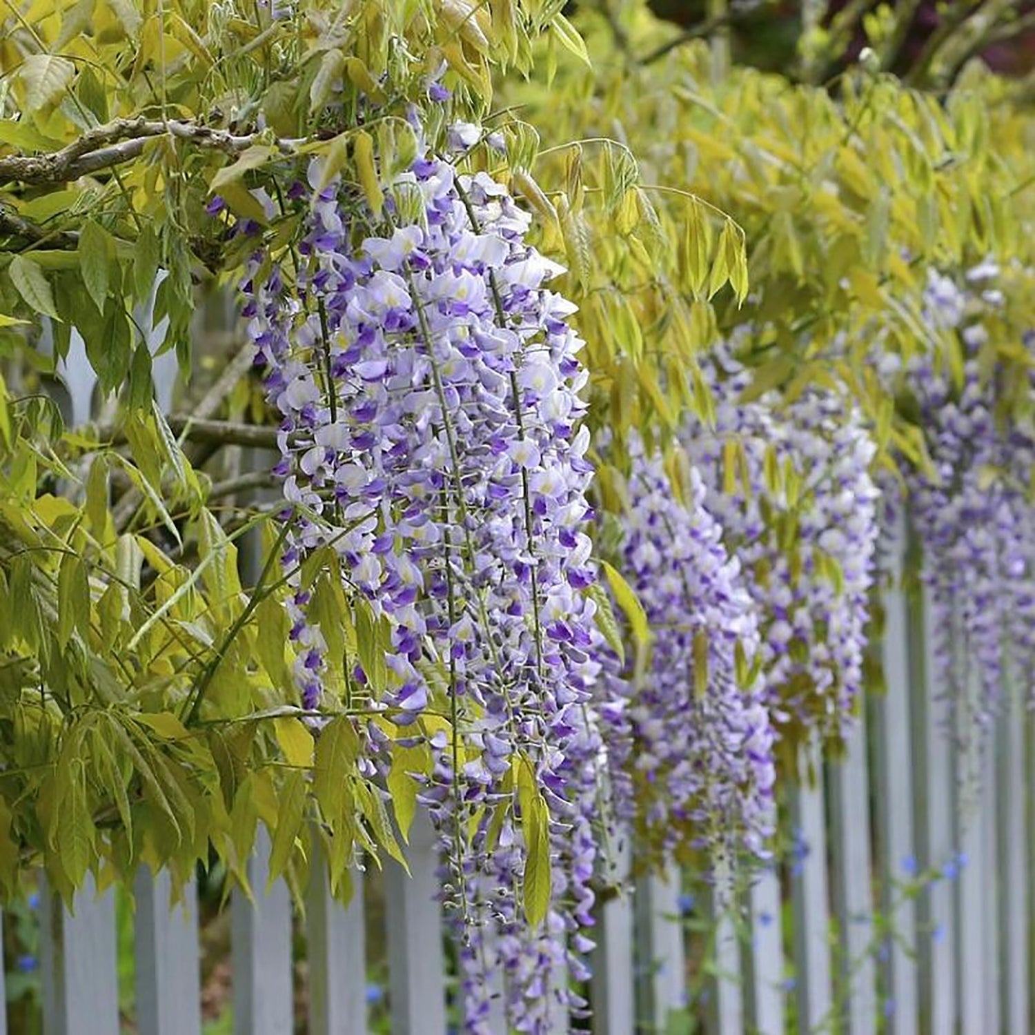 Golden Dragon Wisteria