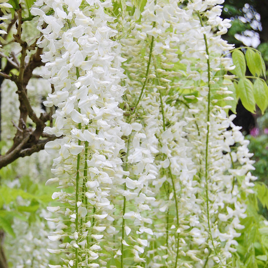 White Chinese Wisteria