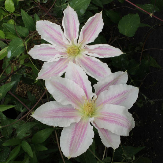 Vancouver Cotton Candy Clematis