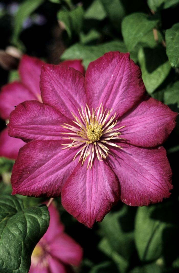 Ville de Lyon Clematis