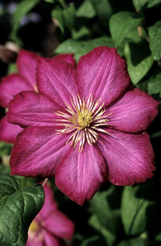 Ville de Lyon Clematis
