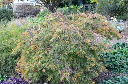 Waterfall Laceleaf Japanese Maple